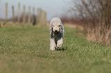 BEDLINGTON TERRIER 181